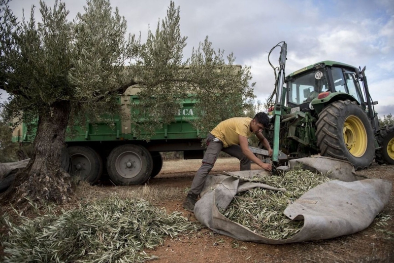 Spanish pride. The economic benefits of a lenient migration policy