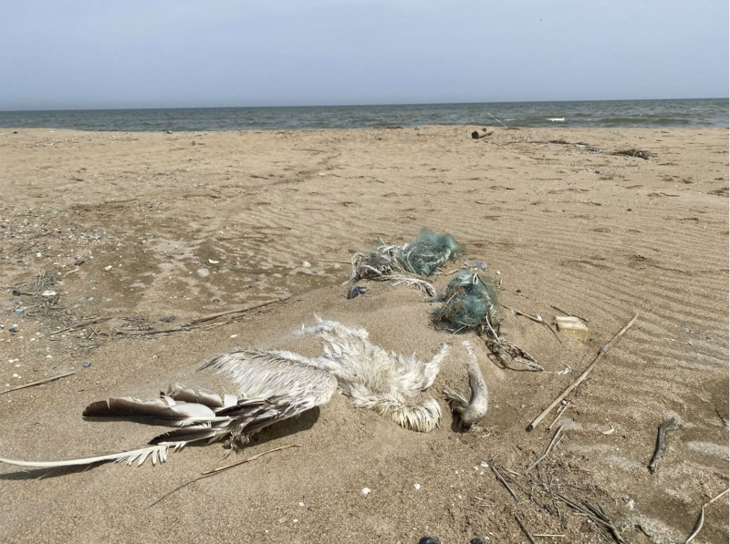 Marine life cemetery: The Caspian Sea ecosystem is collapsing under pressure from global warming and pollution