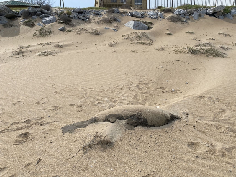 Marine life cemetery: The Caspian Sea ecosystem is collapsing under pressure from global warming and pollution