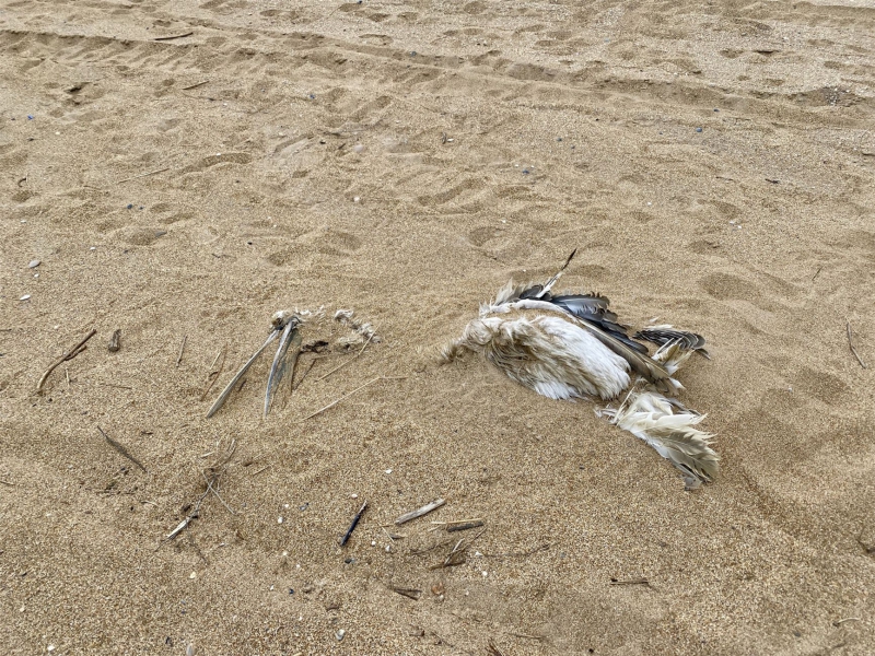 Marine life cemetery: The Caspian Sea ecosystem is collapsing under pressure from global warming and pollution