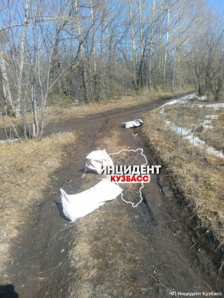 License to kill. How the bill authorizing the slaughter of stray animals galvanized Russia’s animal rights movement