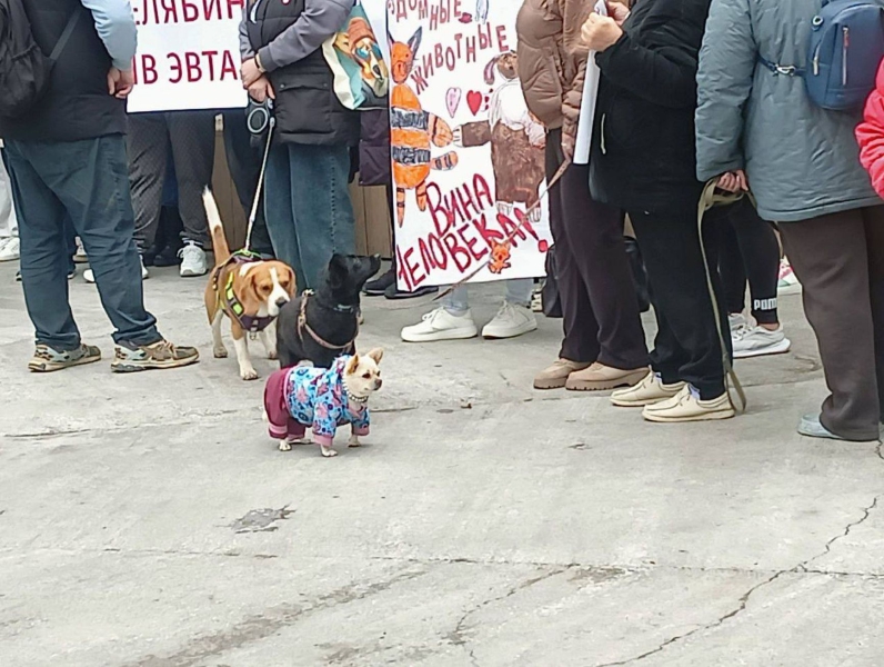 License to kill. How the bill authorizing the slaughter of stray animals galvanized Russia’s animal rights movement