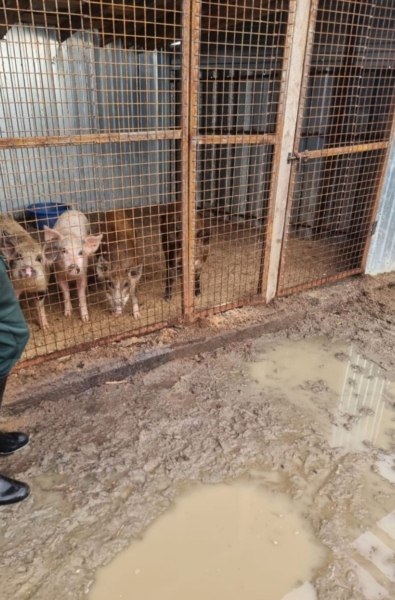 License to kill. How the bill authorizing the slaughter of stray animals galvanized Russia’s animal rights movement