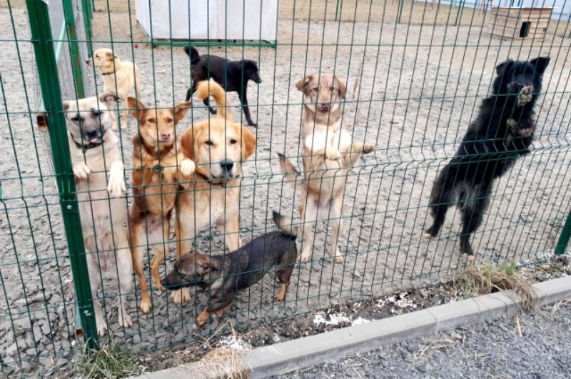 License to kill. How the bill authorizing the slaughter of stray animals galvanized Russia’s animal rights movement