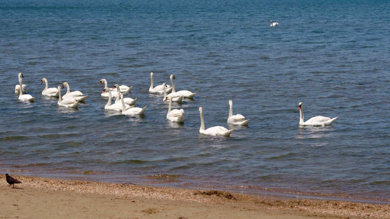 “Still no gills!”: Despite oil spills, Russia’s Black Sea beach season quietly opens