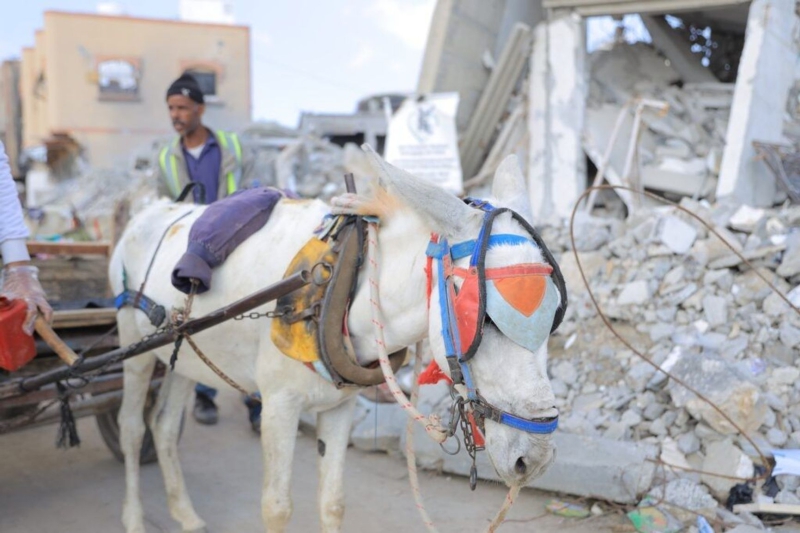 The donkeys of war: Pack animals are helping Gaza’s civilians survive a humanitarian catastrophe