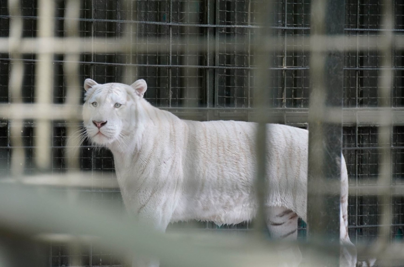 “Our tigers are used to shelling”: How the revived ecopark survives on the outskirts of Kharkiv